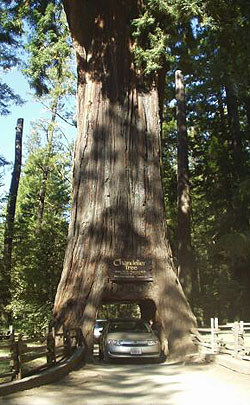 Chandelier Tree, ca. 100m hoch, 6,5m Durchmesser
